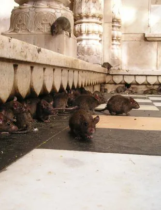 Disinfestazioni e deratizzazioni