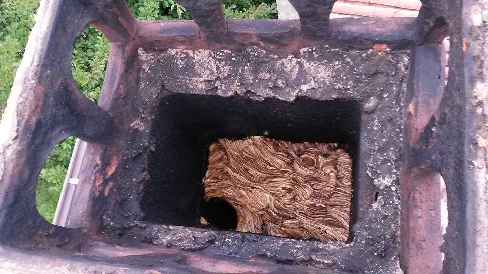 Rimozione nidi di vespe o uccelli