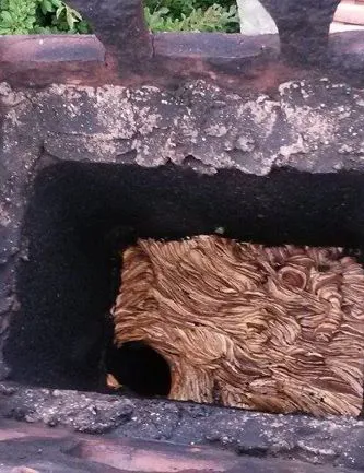 Rimozione nidi di vespe o uccelli